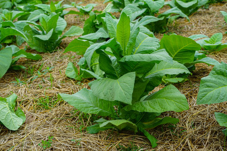 Tobacco plantation, Field of tobacco. Planting a row of tobacco plants in a farmer's field.の写真素材