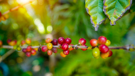 Close up coffee beans grow on tree. Ripe Red coffee bean berry plant fresh seed coffee tree growth in green eco organic farm. Fresh coffee bean green leaf bush.の写真素材