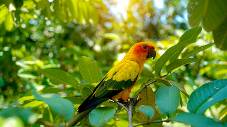 Close-up Head shot of a colorful sun conure parrot, Aratinga solstitialis, sun conure parrot bird (Aratinga solstitialis) on a wood tree branchの写真素材