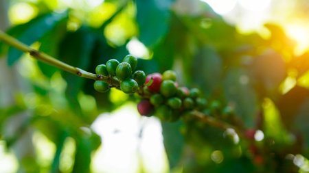 Close up coffee beans grow on tree. Ripe Red coffee bean berry plant fresh seed coffee tree growth in green eco organic farm. Fresh coffee bean green leaf bush.の写真素材