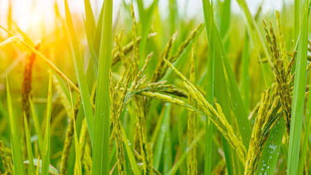 Rice field. Close-up view of rice grains in a green rice field with blue sky and bright sunlight. Rice is growing in the fields.の写真素材
