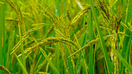 Rice field. Close-up view of rice grains in a green rice field with blue sky and bright sunlight. Rice is growing in the fields.の写真素材