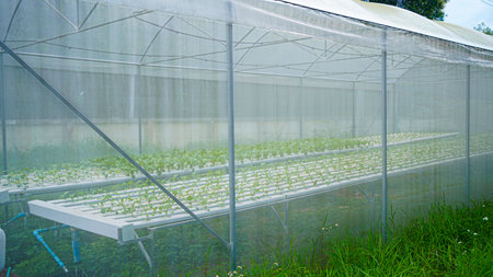 Growing vegetables in a large greenhouse with calibrated water system and climate maintenance. Automatic mist control helps plants grow healthy. High-tech plant care, smart irrigation.の写真素材