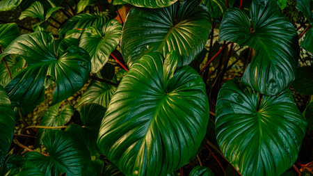 closeup nature view. Tree leaves natural leaves Tropical nature of the Asian tropics Natural leaf concept as background.の写真素材