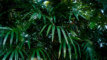 closeup nature view. Tree leaves natural leaves Tropical nature of the Asian tropics Natural leaf...