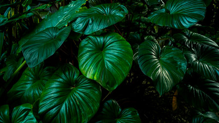 closeup nature view. Tree leaves natural leaves Tropical nature of the Asian tropics Natural leaf concept as background.の写真素材