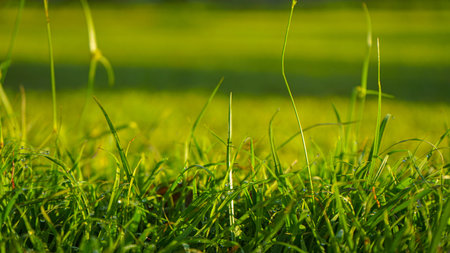 Green grass blades close-up details on blurred background. Natural fresh greenery shining lawn...