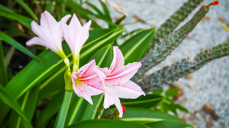 Hippeastrum johnsonii Bury  pinkの写真素材