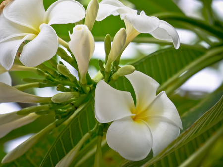the white plumeria flower with close up viewの写真素材