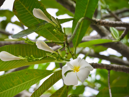 the white plumeria flower with close up viewの写真素材