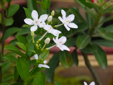 white wringhtia antidysenterica or phut pitchaya flower in Thailandの写真素材