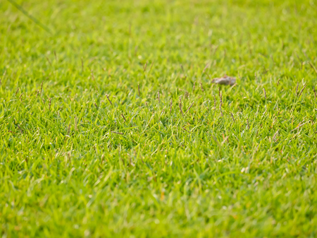 grass background and textureの写真素材