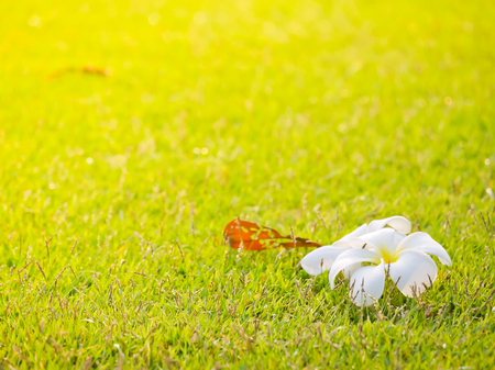 Plumeria white flower on the grass background and sun lightの写真素材