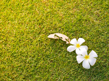 Plumeria white flower on the grass background and sun lightの写真素材