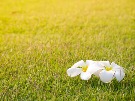 Plumeria white flower on the grass background and sun lightの写真素材
