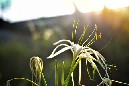 Landscape white flowerの写真素材