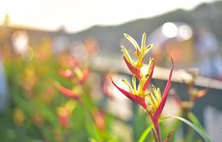 Red orchaidの写真素材