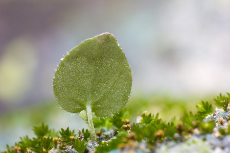 Heart shaped leaf in forestの写真素材