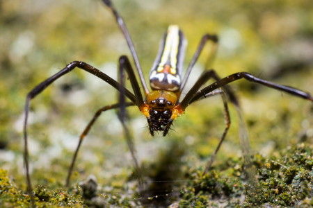 Spiderの写真素材