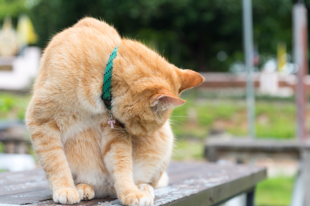 cat licking the clawの写真素材
