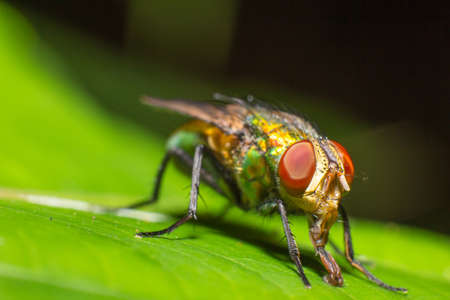 Flies in the wild