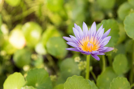 Purple Lotusの写真素材