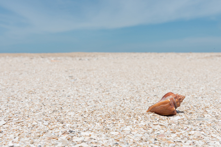 Shells on the beach