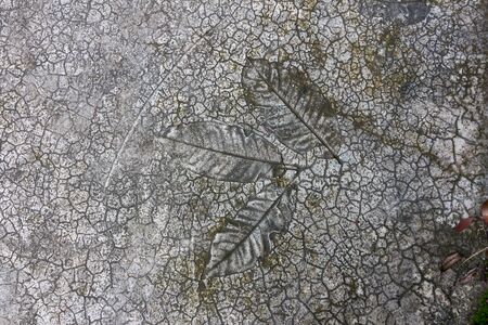 Concrete texture or background with leaf patternの写真素材