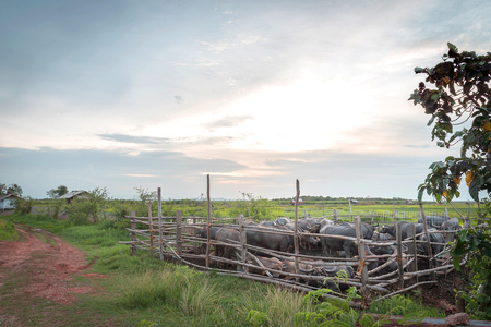 Buffalo in paddock ,Thailandの写真素材
