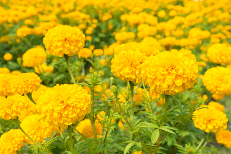 Beautiful Marigold yellow flowers in the gardenの写真素材