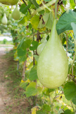 Wax gourd in green vegetable gardenの写真素材