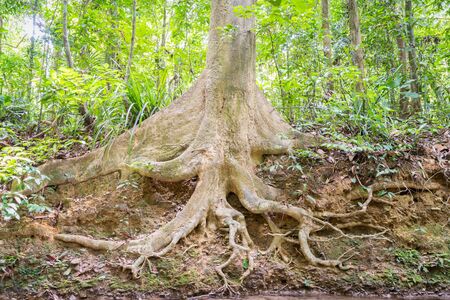 The roots of big trees in the forest