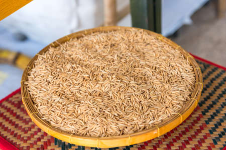 paddy riceの写真素材