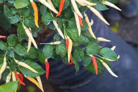 Chilly peppers , Chilly tree , Chilly plantの写真素材