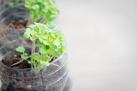 Vegetable seedlingsの写真素材