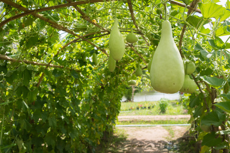 Wax gourd in green vegetable gardenの写真素材