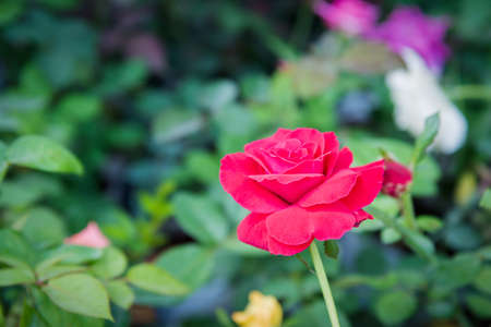 Red Roseの写真素材