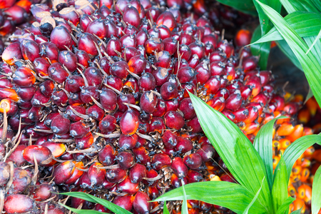 palm oil plantationの写真素材