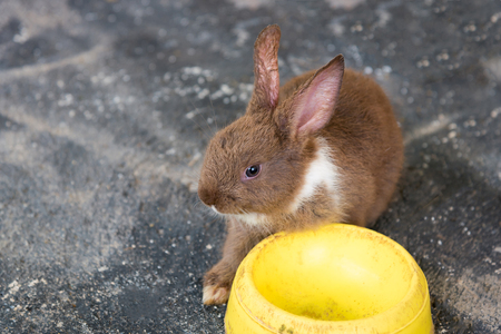 baby rabbits on animal farm in rabbit-hutch.の写真素材