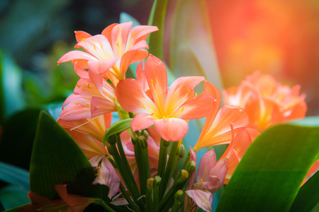 A closeup of sunlit Kafir Lillies