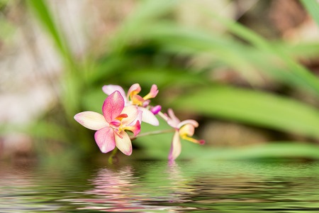 Flower beautiful water reflectionの写真素材