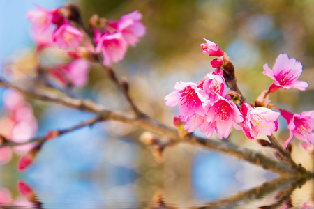 Soft focus Cherry Blossom or Sakura flower on nature backgroundの写真素材