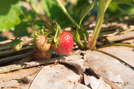 Strawberries growing in lines in farmの写真素材