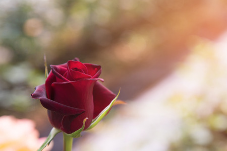 red rose with buds and green bush background, Flowers in the gardenの写真素材