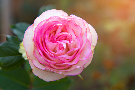 Beautiful pink rose in a gardenの写真素材