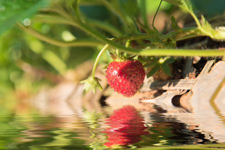 Strawberries growing in lines in farmの写真素材