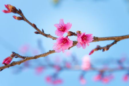 Soft focus Cherry Blossom or Sakura flower on nature backgroundの写真素材