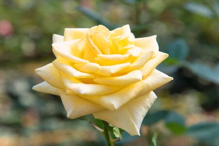 fresh yellow roses in green sunny gardenの写真素材