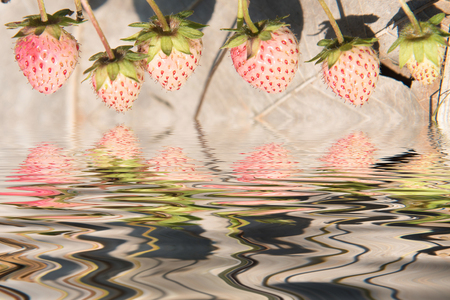 Strawberries growing in lines in farmの写真素材