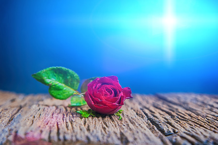 Red rose flower on  wooden backgroundの写真素材